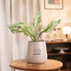 Aglaonema Snow White Plant with icons highlighting its lush foliage, air-purifying properties, and mood-enhancing indoor presence.