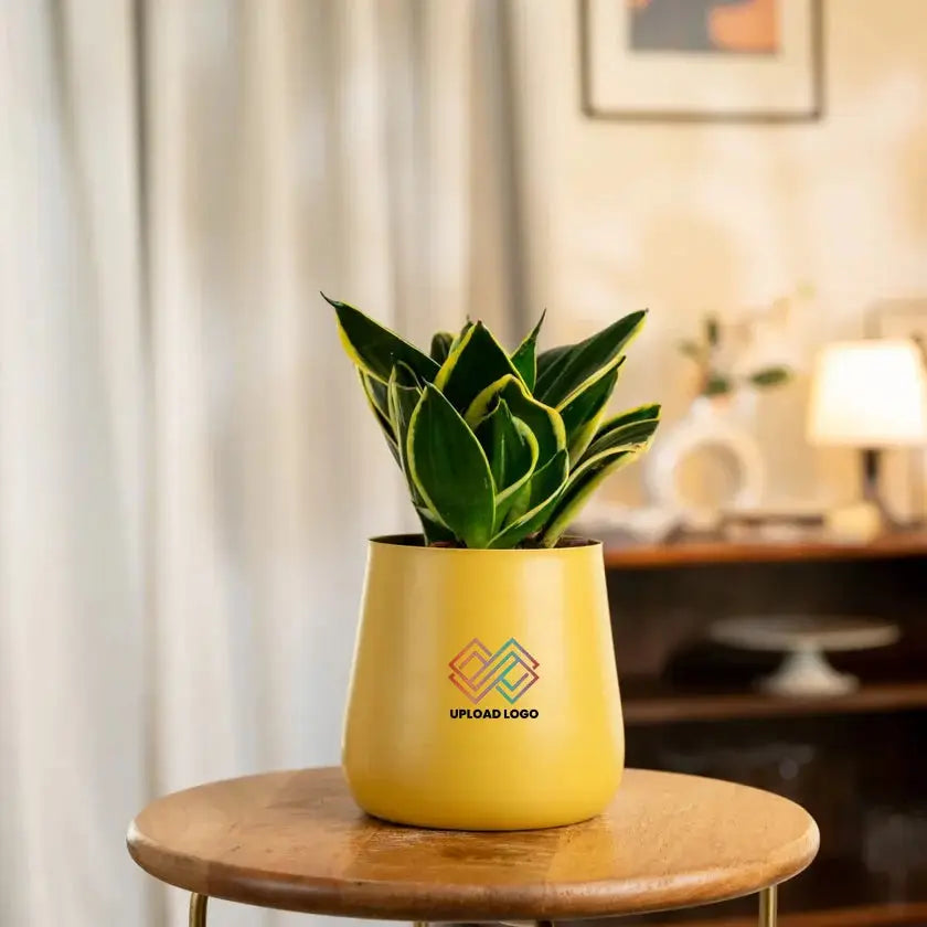 Yellow pot with a green plant 