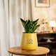 Yellow pot with a green plant 