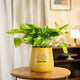 Money Variegated Plant in yellow pot on wooden table. Brightens interiors while supporting low to high light conditions.