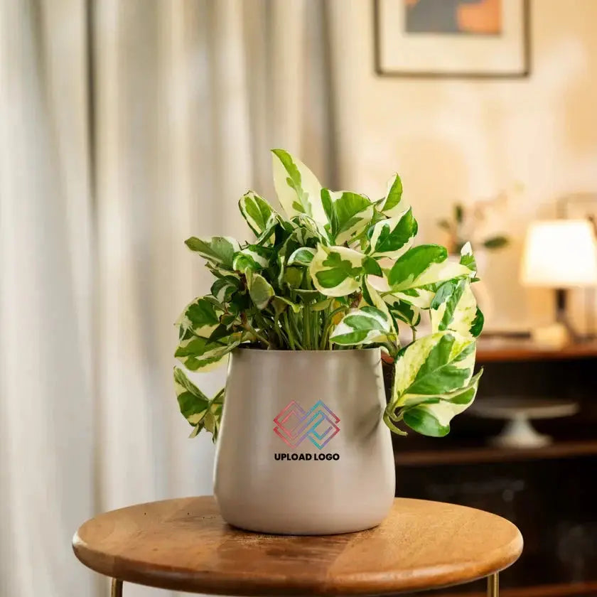 Money N'Joy Plant Cream Main image