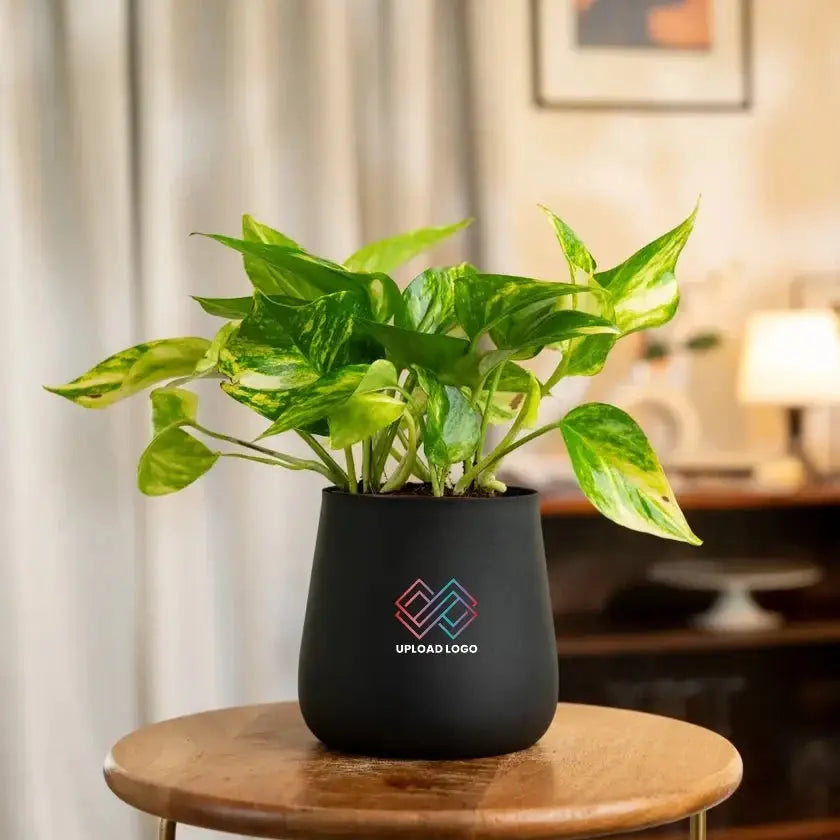 Money Variegated Plant in matte black self-watering planter. Stylish home decor plant that thrives in indirect sunlight.