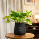 Money Variegated Plant in matte black self-watering planter. Stylish home decor plant that thrives in indirect sunlight.