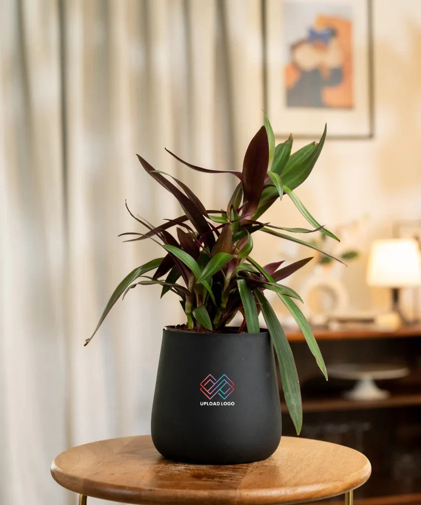 Oyster Plant