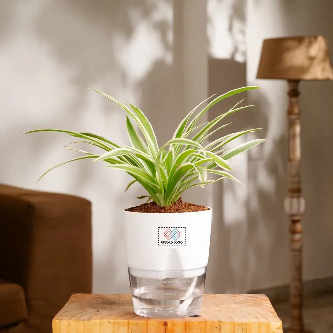Spider Plant Main image