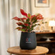Aglaonema Lipstick Plant in a matte black pot, perfect for modern interiors. Low-maintenance plant with vibrant red-green foliage.