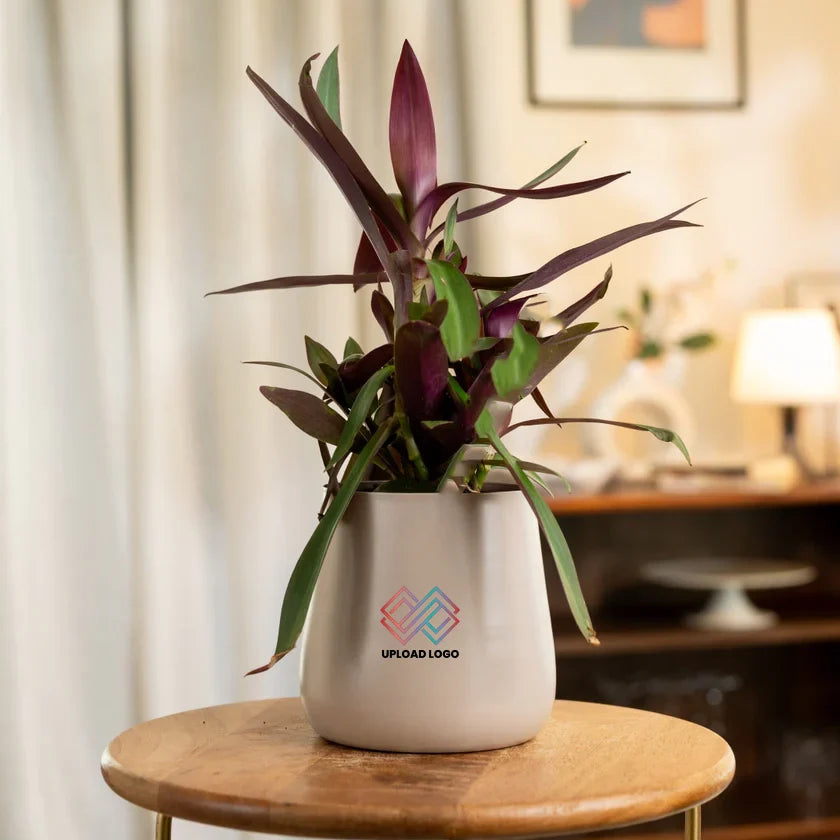 Oyster Plant