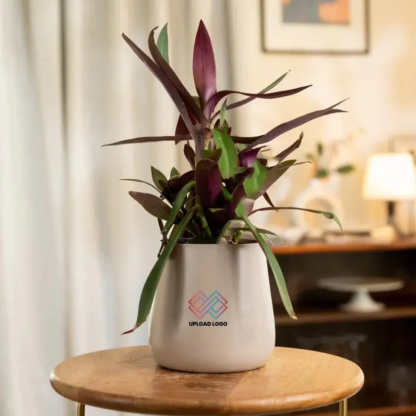 Potted plant 