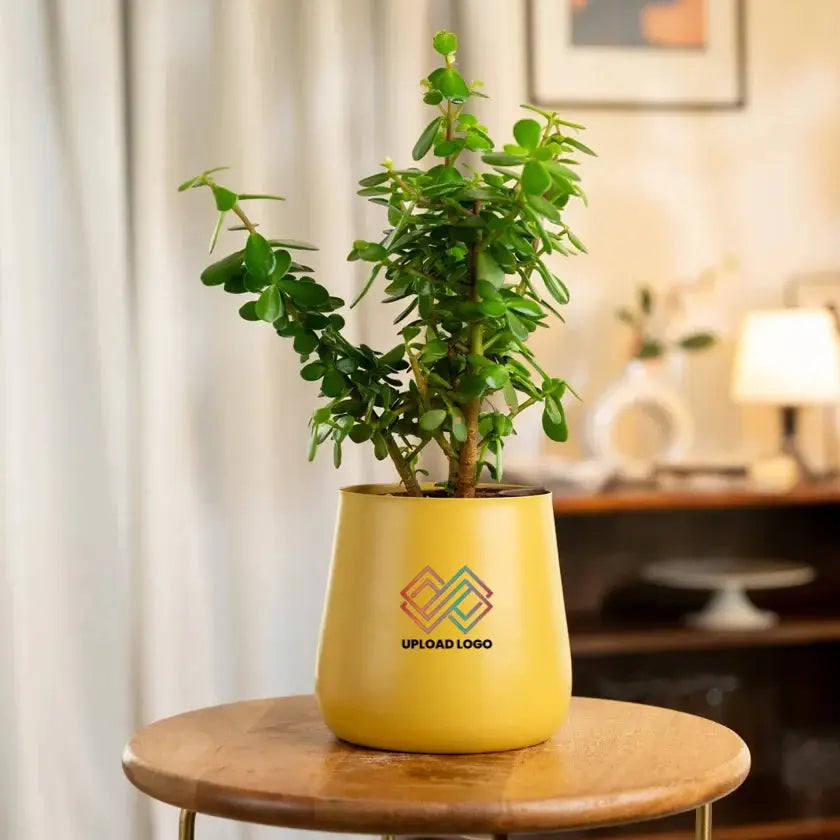 Lucky Jade Plant in a yellow ceramic pot with customizable logo, ideal for home or office decor. Easy care indoor plant for air purification.