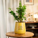 Lucky Jade Plant in a yellow ceramic pot with customizable logo, ideal for home or office decor. Easy care indoor plant for air purification.