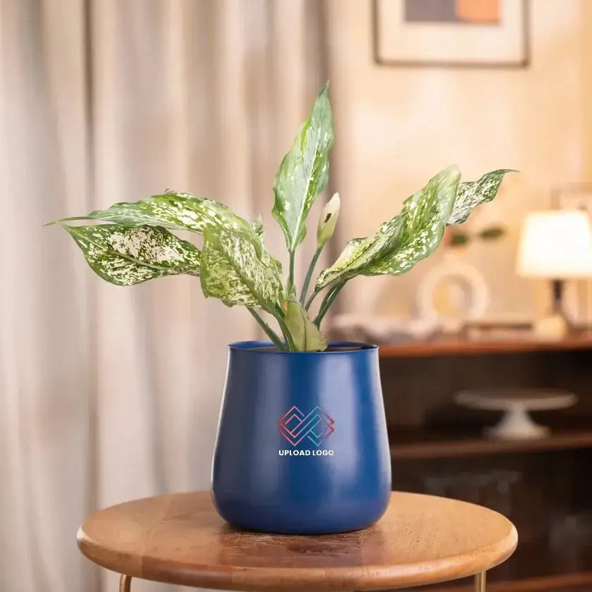 Aglaonema Snow White Plant in blue self-watering pot, great for indoor spaces needing low light and weekly watering for lush greenery.