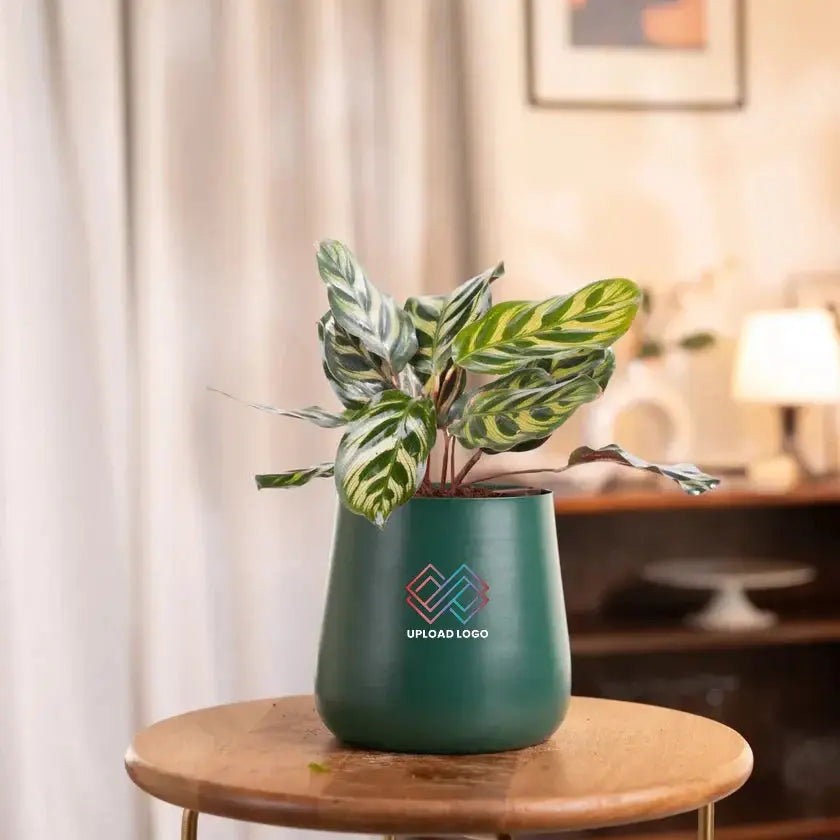 Peacock Plant in green ceramic pot on table, ideal for home or office decor. Requires bright indirect sunlight and weekly watering.