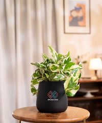 Money N'Joy Plant Black