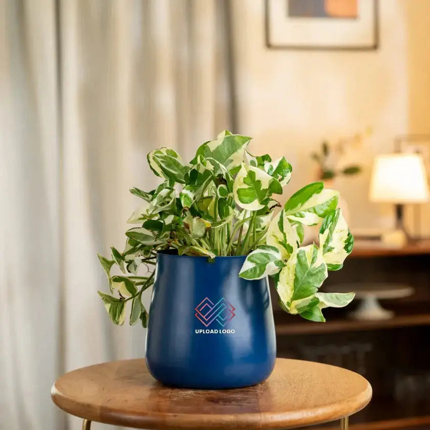 Money N'Joy Plant Aura Blue