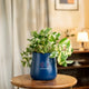 Money N'Joy Plant Aura Blue