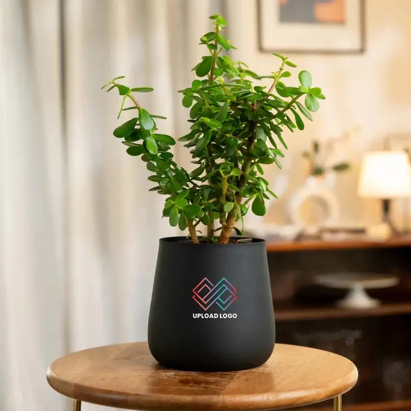 Lucky Jade Plant in a sleek black pot with customizable logo, ideal for home or office decor. Easy care indoor plant for air purification.