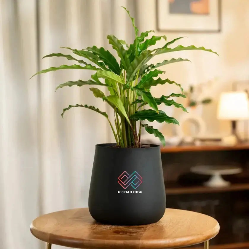 Black pot with a plant  Main image