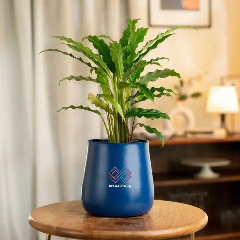Blue pot with a plant