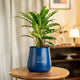 Blue pot with a plant