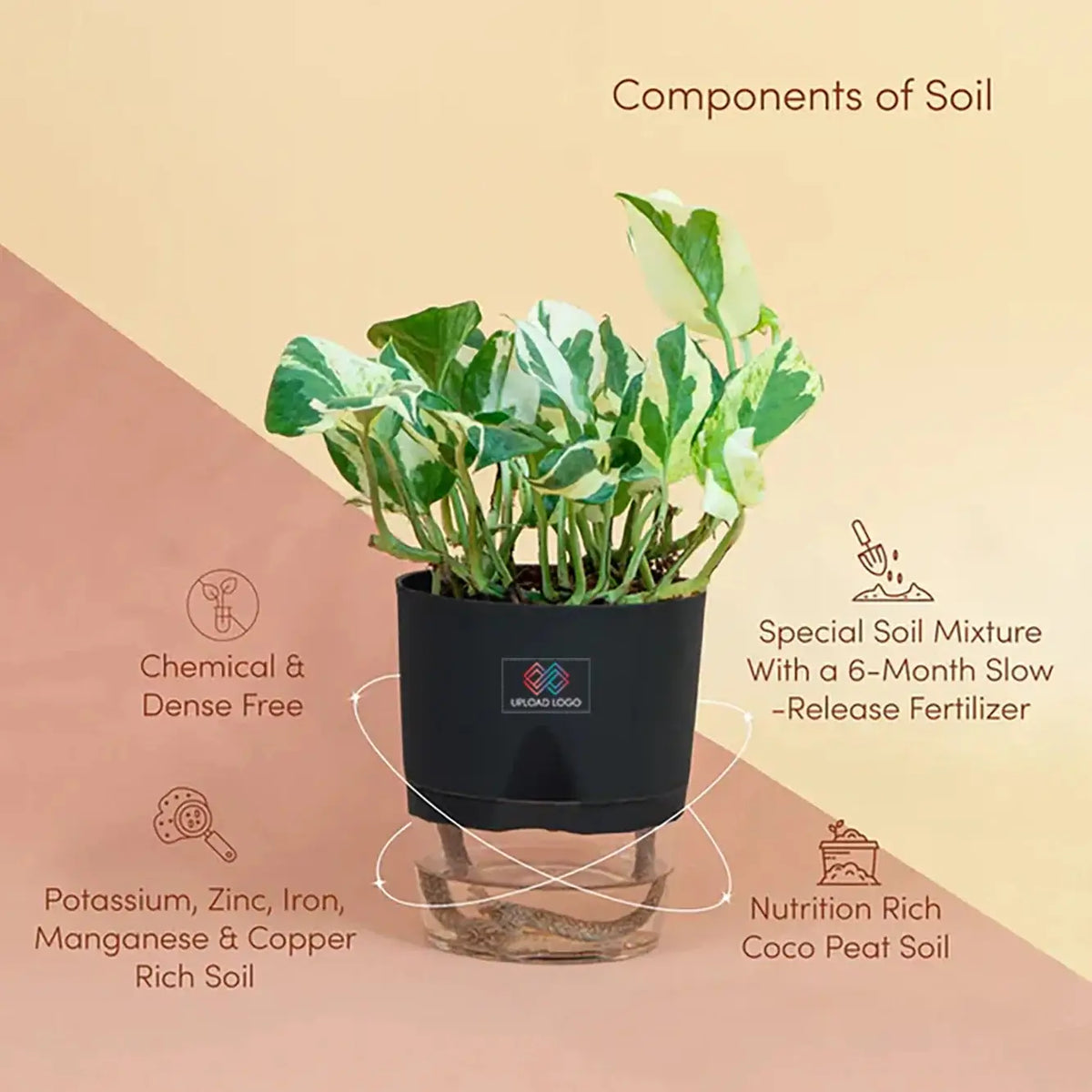 Money N Joy Plant