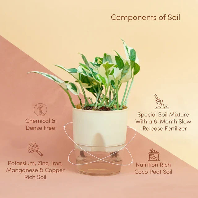 Money N Joy Plant