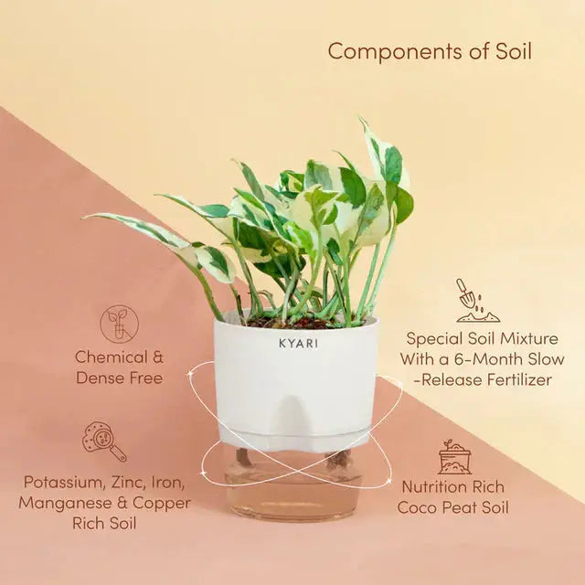 Money N Joy Plant
