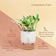 Money N Joy Plant