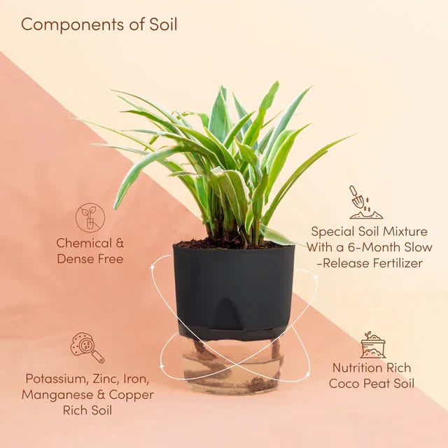Spider Plant