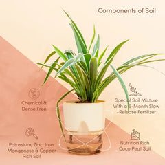 Spider Plant
