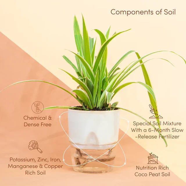 Spider Plant