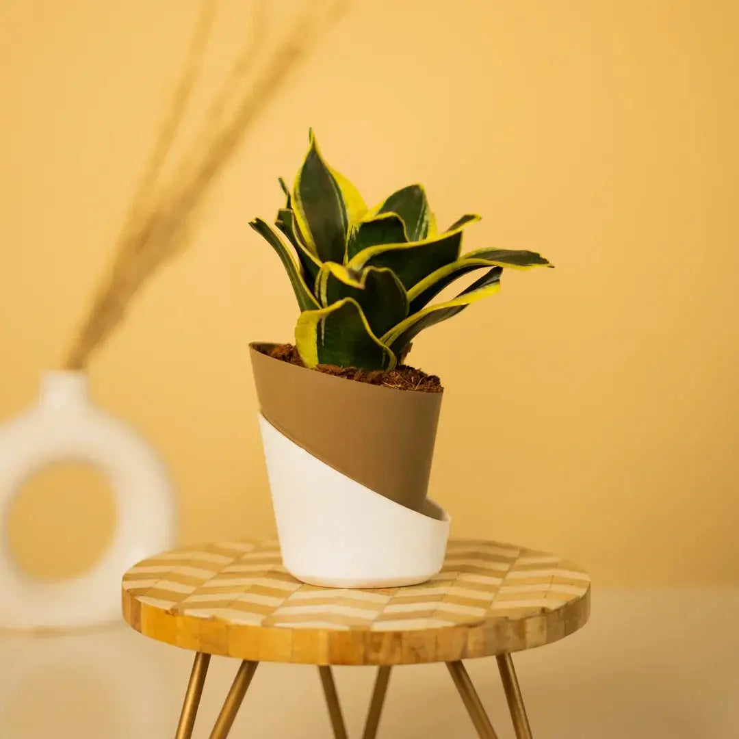 Goldan Hahnii Snake Plant
