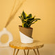 Goldan Hahnii Snake Plant