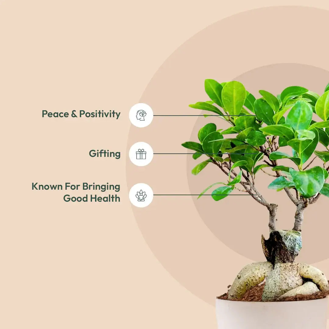 Lucky Bonsai Plant