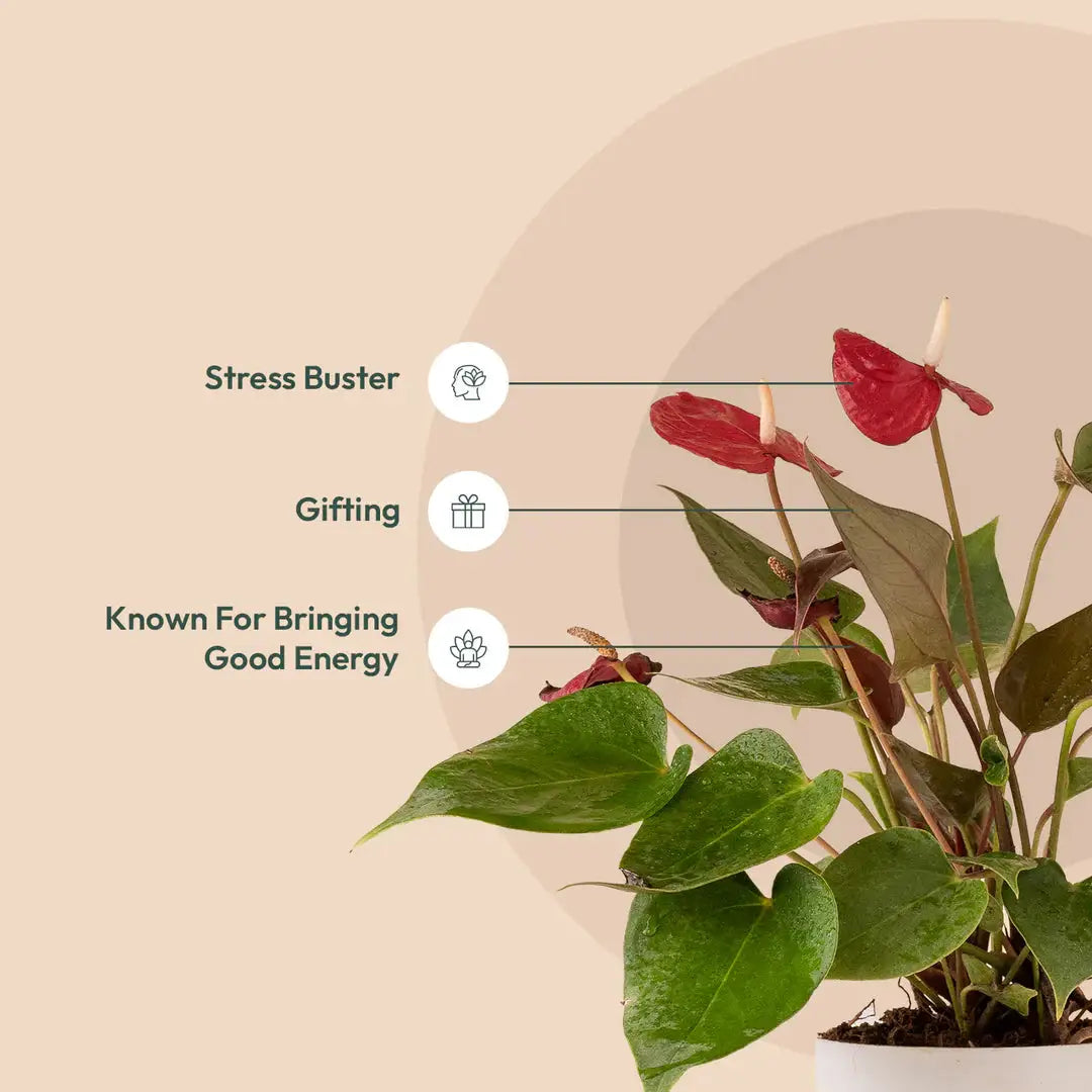 Anthurium Red Plant