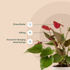 Anthurium Red Plant