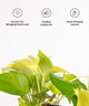 Potted plant with heart-shaped leaves on a white background, featuring icons and text about its benefits.