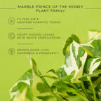 Money N' Joy Plant