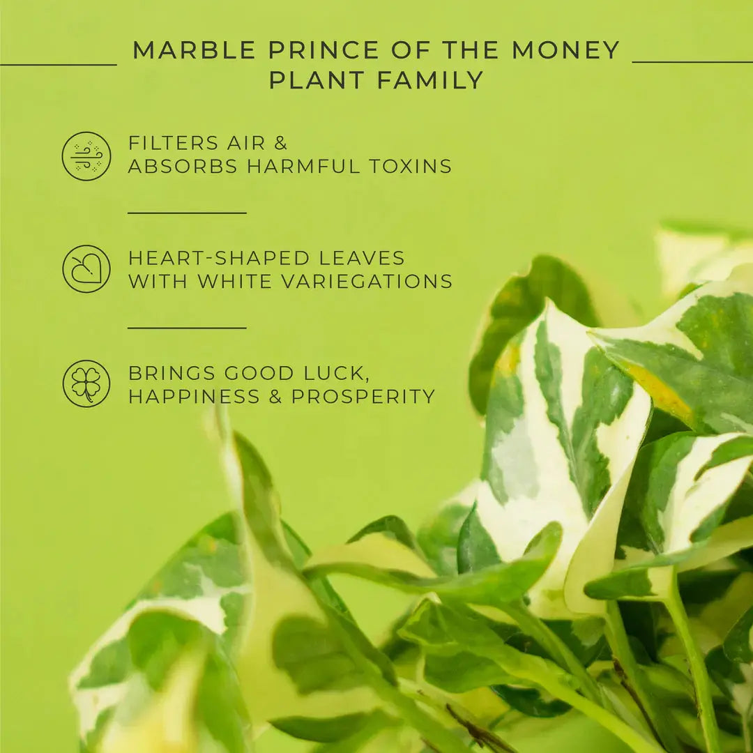 Money N' Joy Plant