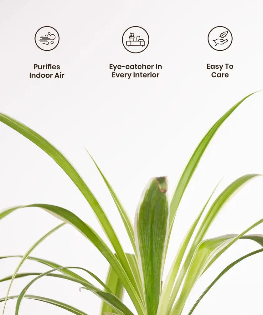 Green plant with icons and text describing its benefits on a white background