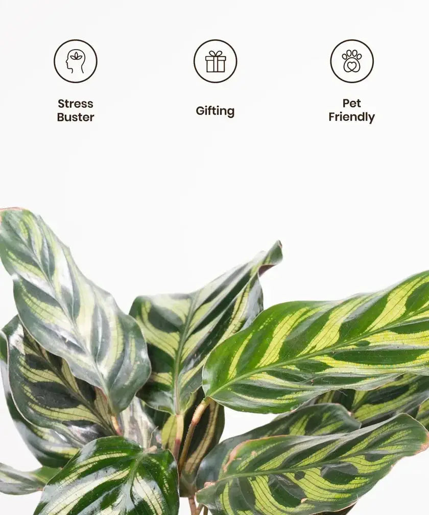 Decorative houseplant with leaf patterns, icons indicating stress buster, gifting, and pet friendly on a white background.