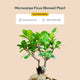 Lucky Bonsai Plant