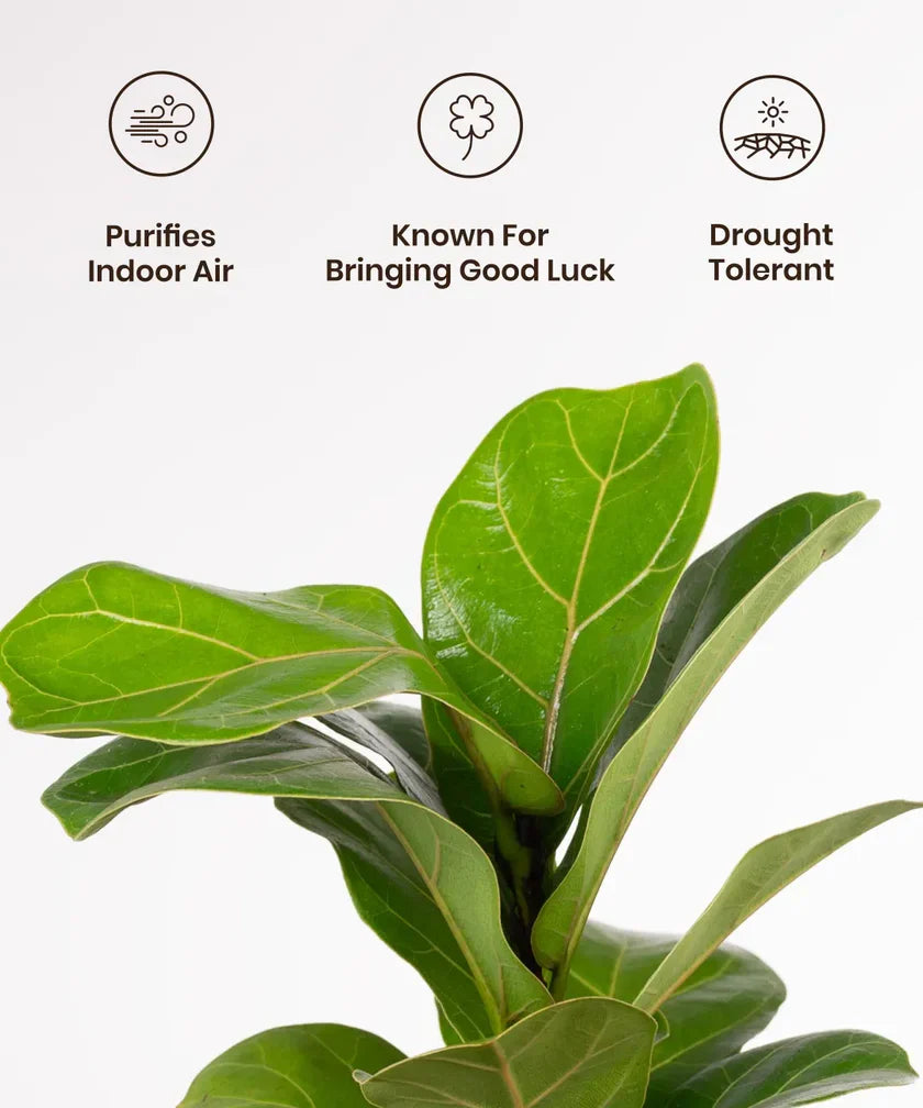 Fiddle Fig Plant with Aura Planter