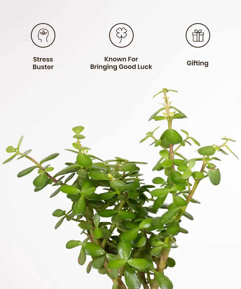 Lucky Jade Plant with thick green leaves, ideal for home decor and gifting. Known for bringing good luck and easy indoor care.