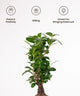 Ficus plant with icons and text on a white background