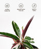 Calathea Triostar leaves with icons showing benefits like purifying indoor air, absorbing toxins, and easy maintenance.