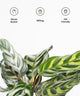 Detailed Peacock Plant leaves with icons for stress buster, gifting, and pet-friendly features. Ideal for indoor plant lovers.