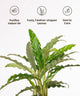 Green leafy plant with icons and text describing its benefits on a white background