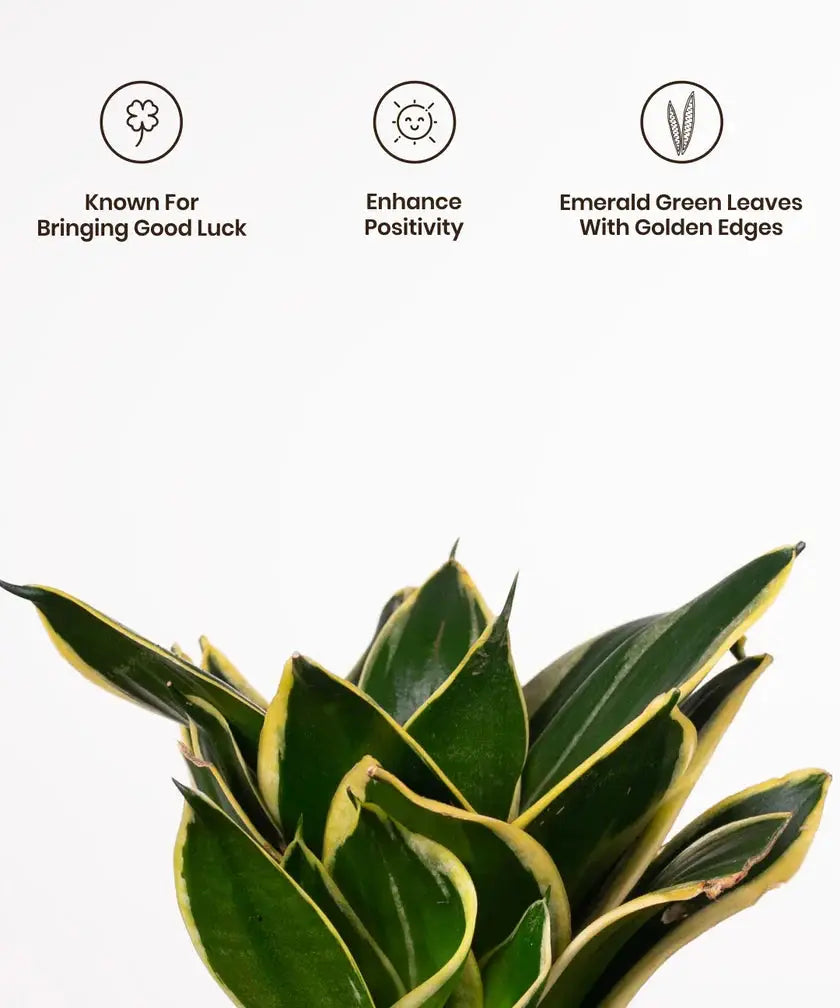 Potted plant with gold edges on a white background, featuring icons and text about its properties.