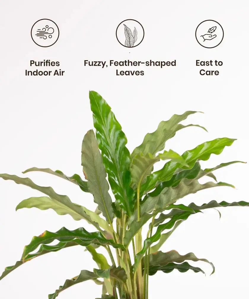 Green leafy plant with icons and text describing its benefits on a white background