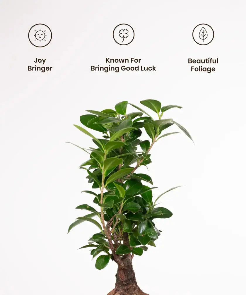 Potted plant with decorative icons and text on a white background